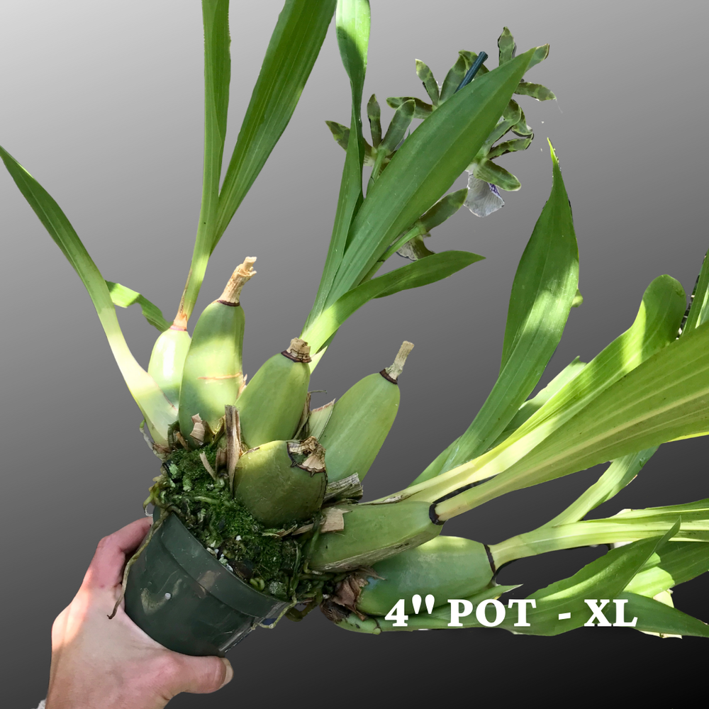 Zygo. QF 'no 'ino — Palmer Orchids